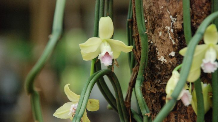 Experts are reevaluating the oldest known use of vanilla after finding three jugs in an Israeli tomb that dates back around 3,600 years.