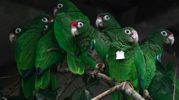 Scientists are scrambling to save endangered Puerto Rican parrots, which have become even more threatened since Hurricane Maria.