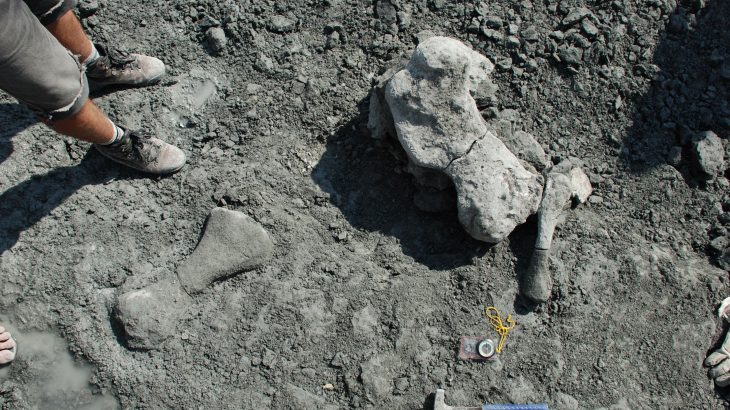 A newly discovered species of a mammal-like reptile sheds insight on the early ancestors of mammals, dinosaurs, and reptiles.