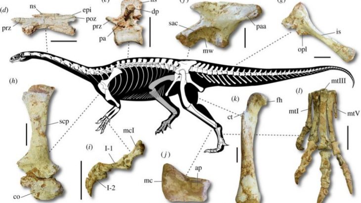 Macrocollum itaquii is the oldest long-necked sauropodomorph yet to be discovered.