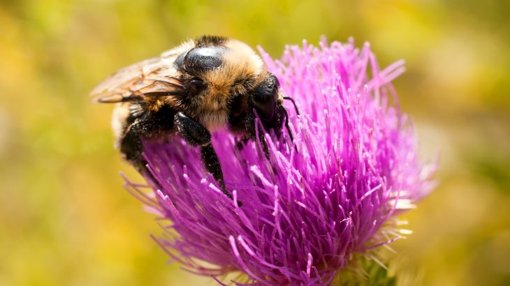 Exposure to pesticides is likely contributing to the declining population numbers among pollinator species worldwide.