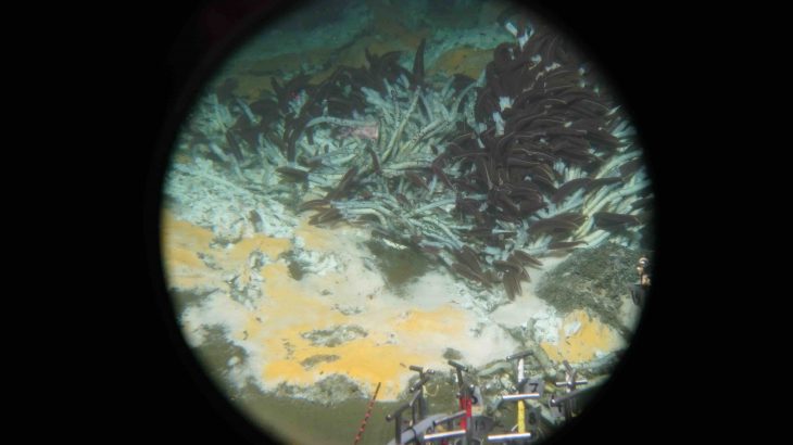 New species of microbes discovered in the Gulf of California could play an essential role in reducing greenhouse gas concentrations.