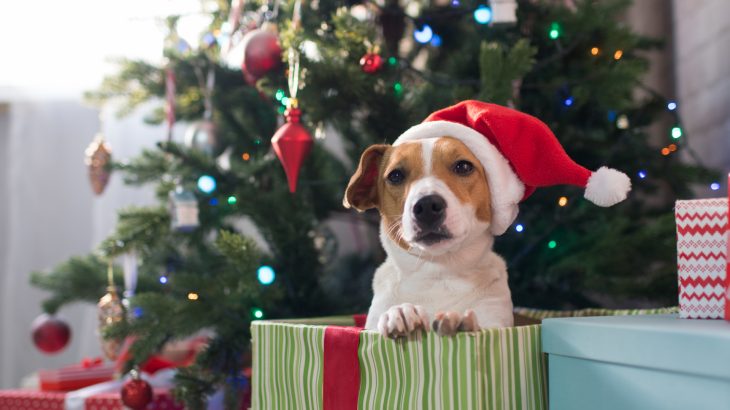 Giving a pet as a gift is a controversial notion with some in the animal welfare field urging people to forgo the furry presents altogether.