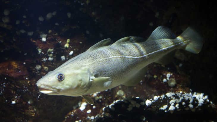 An increase in ocean temperatures could force Atlantic Cod farther north, which could endanger populations and the Arctic food web.