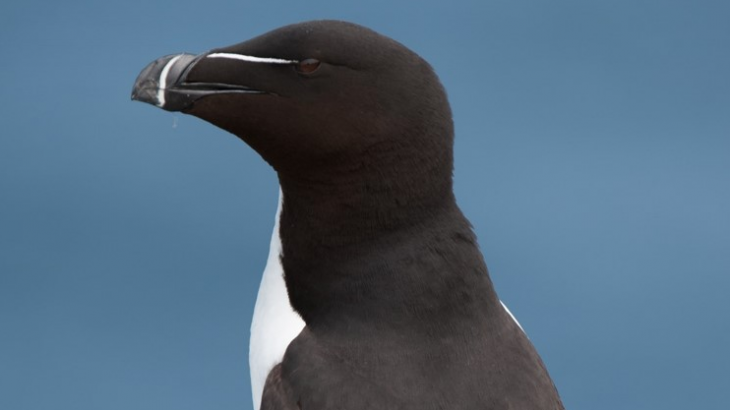 A new study published by the European Geosciences Union has revealed that seabirds could potentially be used to measure ocean currents.