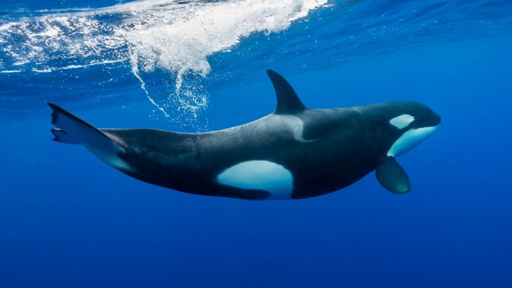 Vestigial features found in animals—and plants as well—provide some of the clearest evidence of their evolution from other organisms.