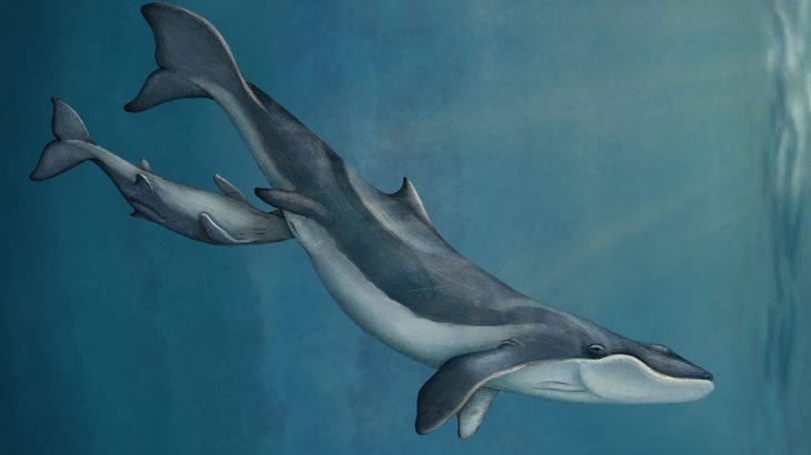 A new fossil discovery is helping researchers piece together the origins of the unique baleen filter feeding system in whales.