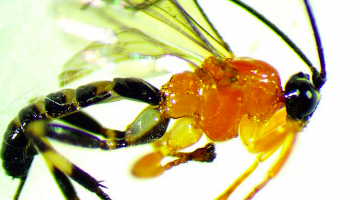 Researchers were studying parasites in the nests of spiders in the Ecuadorian Amazon when they discovered something unusual.