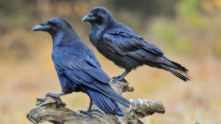 Ravens and great apes show some planning skills, but that doesn't necessarily mean they think like humans do.