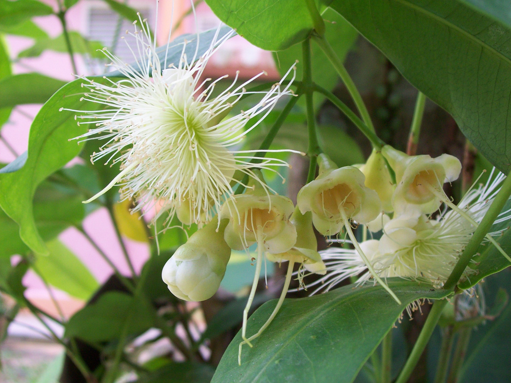 White bush apple - Plantsnap - Identify Plants, Trees, Mushrooms With An App