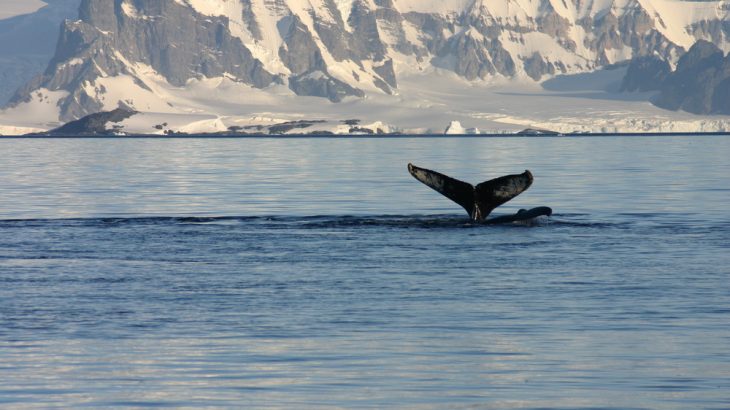 Blue whales are lowering their pitch, and scientists are trying to determine the cause. Cracking sea ice may be linked to the change.