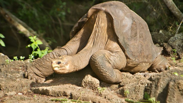 According to researchers, Lonesome George and other giant tortoises of the Galapagos Islands are still sharing their secrets for longevity.