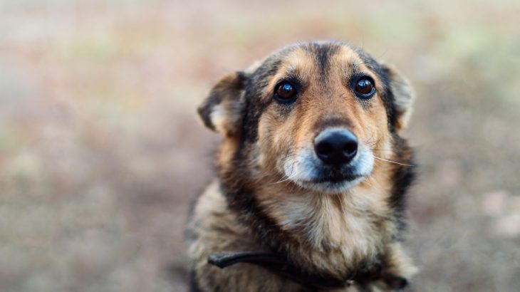 A new report by the National Sheriffs’ Association warns about the severity of animal cruelty and its link to other violent crimes.