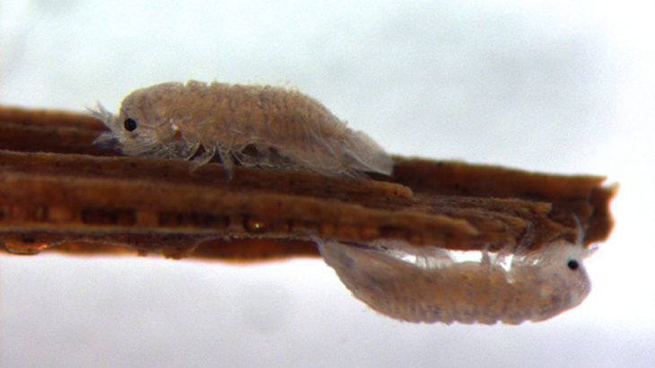 Small, wood-eating crustaceans known as a gribble could help uncover potential solutions for efficient ways to convert wood into biofuel.