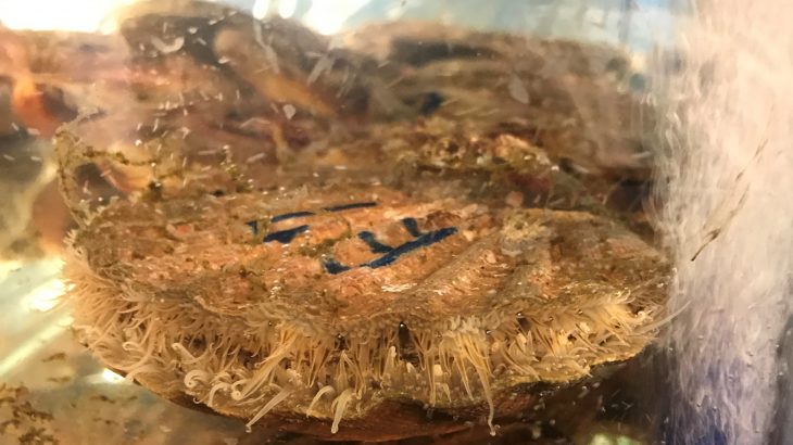 Shocking new research has revealed that marine organisms can absorb billions of plastic nanoparticles in a matter of hours.