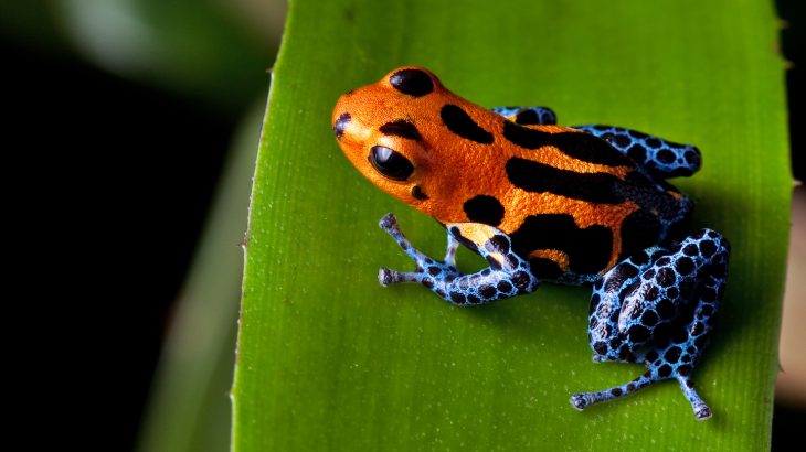 A newly developed method using machine learning will make it much easier to predict species that could be eligible for the IUCN list.