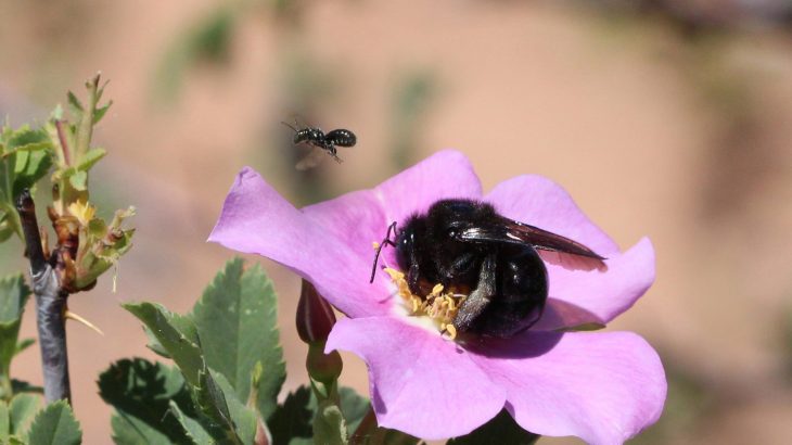 According to scientists at Utah State University (USU), one out of every four bee species in the United States is found in Utah.