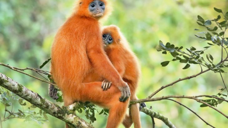 As humans alter local environments for their own use, local iconic species are lost and replaced with more common ones.