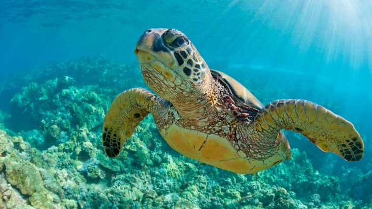 An alarming new study led by the University of Exeter has found microplastics in the guts of all seven species of sea turtles.