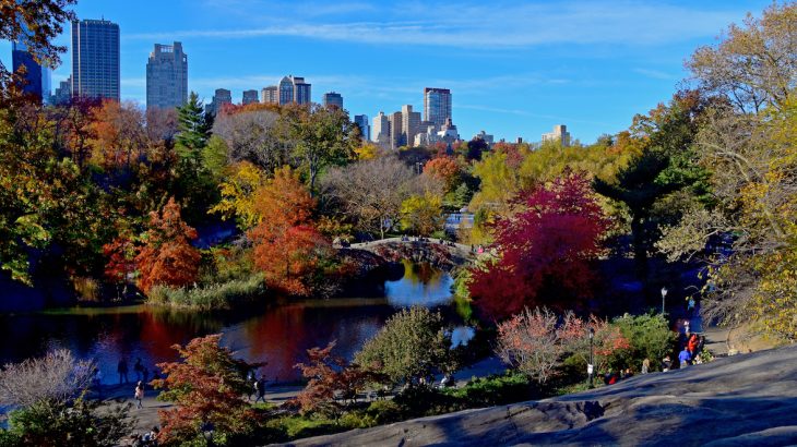 A new study by Yale University found that native tree species still make up about 82% of New York City’s “forested natural areas."