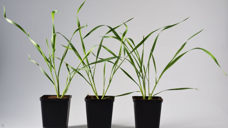 Plants have built-in defense systems that help them cope with the pests and insects that feed on their leaves, fruit, stems, roots, and saps.