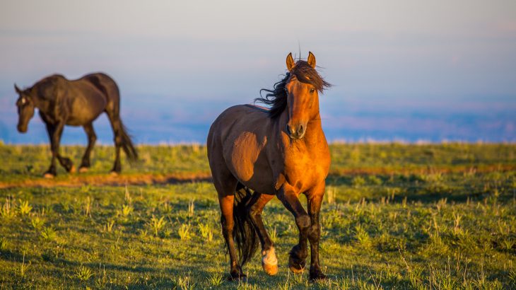 A U.S. District Court judge issued a preliminary injunction blocking the government from experimenting with sterilization of wild horses