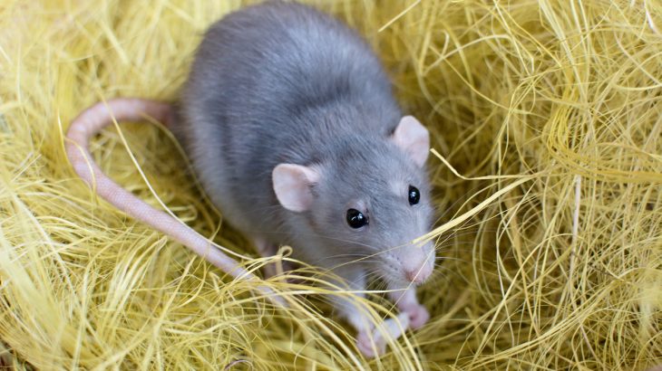 In a new study, researchers were able to predict the movements of rodents based on neuron activity in the hippocampus of the brain.