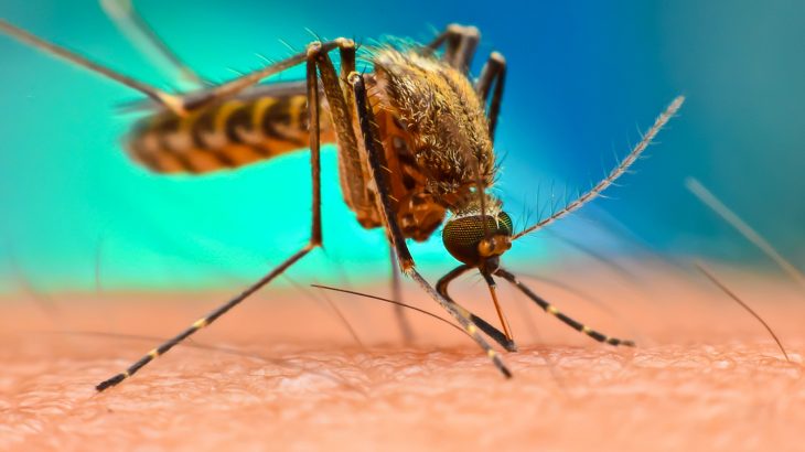 A team of researchers from UC San Diego have taken a different approach to treating and preventing the parasitic disease malaria.