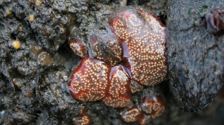 A lowly marine creature known for living in colonies that resemble sheets of flowers has a blood-forming system remarkably similar to our own.