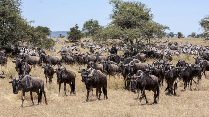 A new study from Yale University is revealing how much wild animals can affect the capacity of a region to store carbon.