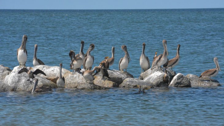 Seabird populations have been steadily declining, and in the past 50 years alone, their numbers have dropped by as much as 70 percent.