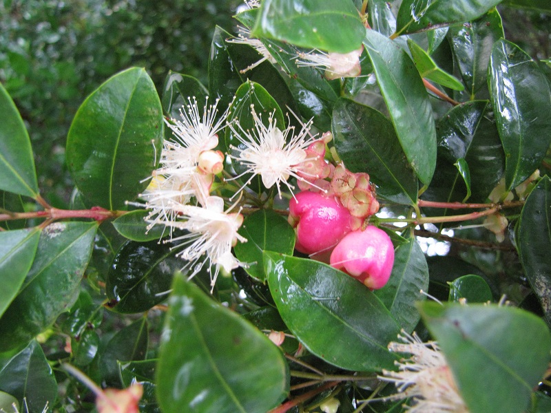 Laxeracemosum syzygium