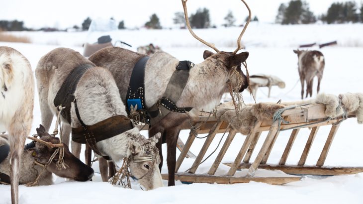 Reindeer have color vision similar to dogs - meaning they can't see orange, green or Rudolph's shining red nose.