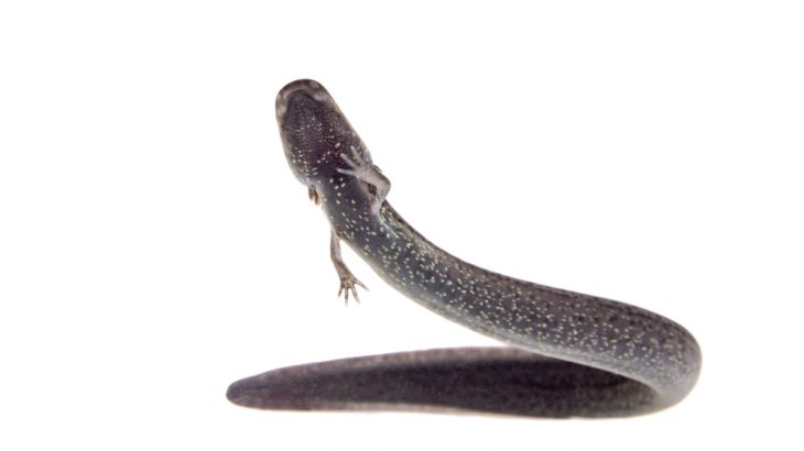 The greater siren, pictured here, has a newly discovered cousin: the reticulated siren, which grows to about two feet long and features leopard-like spots and external gills.