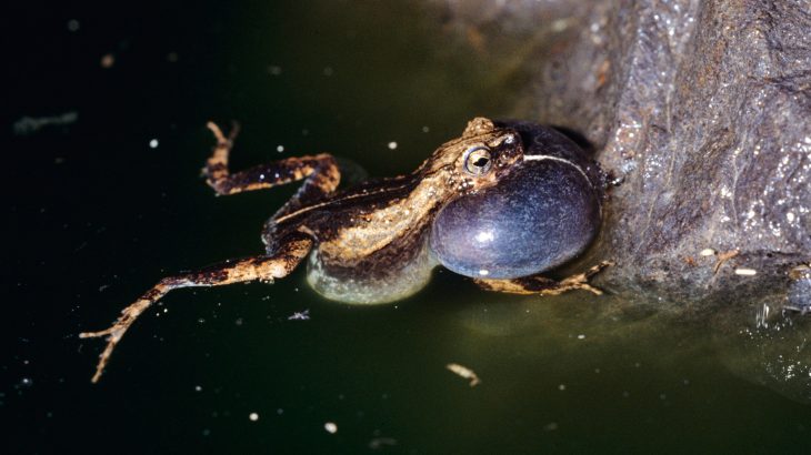 Male tungara frogs in Panama City try to appear to be sexier and more enticing than other frogs in nearby forests.