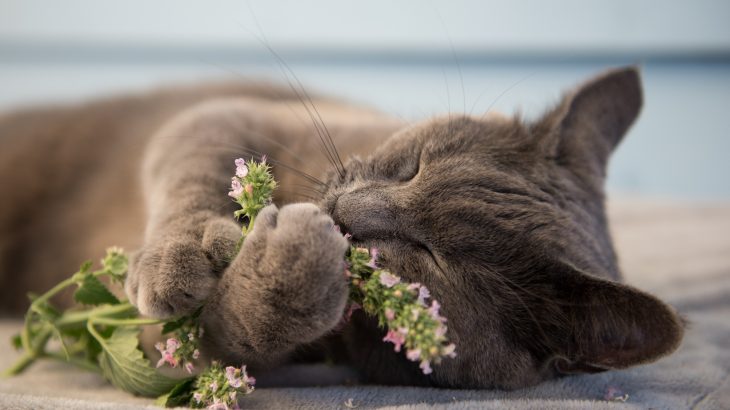 Catnip produces a substance that sends cats into a state of ecstasy and could give experts easier access to cancer fighting medications.