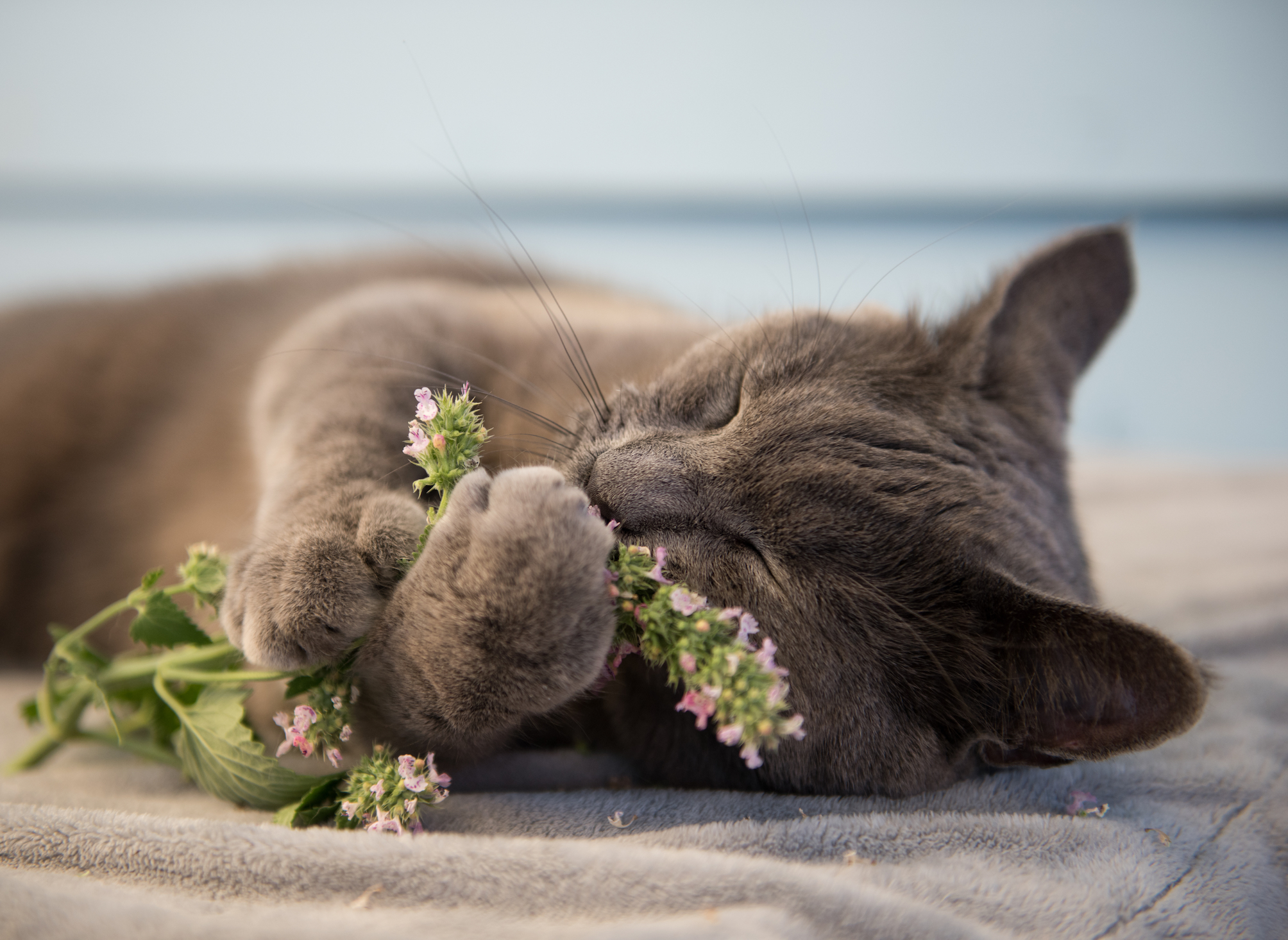 Catnip may give experts insight into cancer fighting treatments