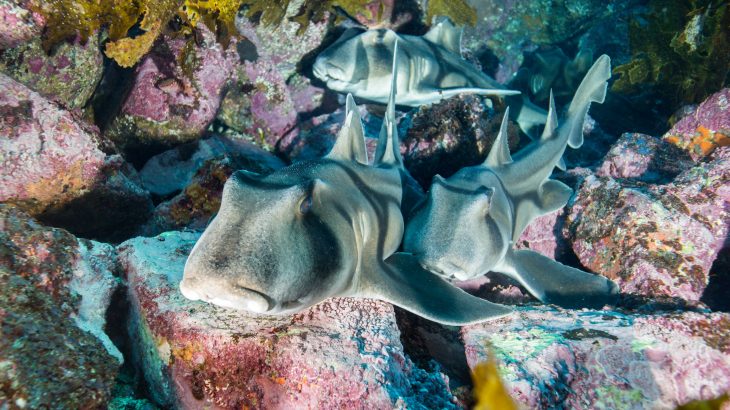 A new study from Australia has revealed how increases in ocean temperatures are changing the way that sharks swim.