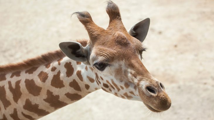 The Kordofan giraffe and the Nubian giraffe are now listed as critically endangered, while the Reticulated giraffe is listed as endangered.