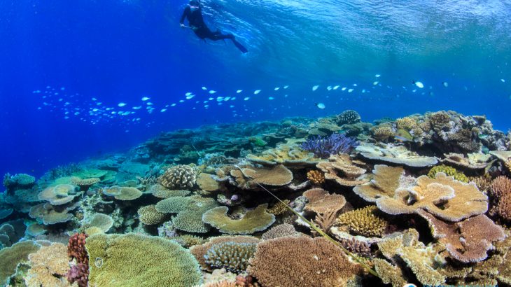 Researchers have found that corals along the Great Barrier Reef that survived 2016’s bleaching event were more resilient in 2017.