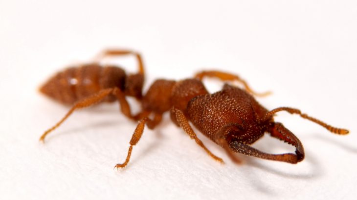 The Dracula ant, Mystrium camillae, has the fastest bite on record and can snap its mandibles at speeds up to 200 miles per hour.