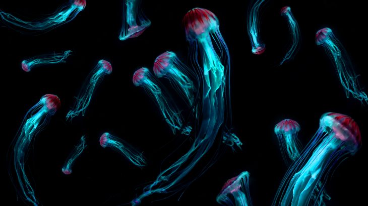 Even though oxygen, light, and food were scarce in the deep ocean, it was a much more stable environment compared to the surface.