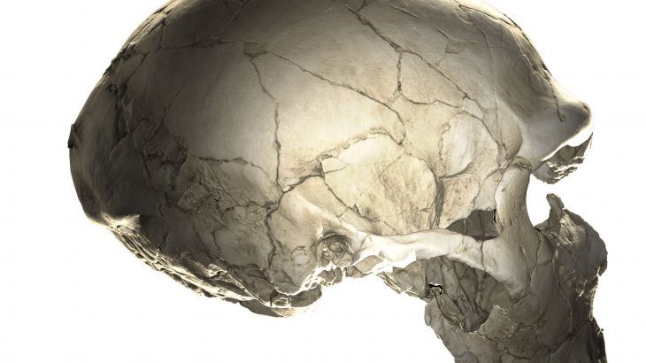 A new study has found that some individuals with specific Neanderthal DNA fragments have heads that are slightly less rounded.