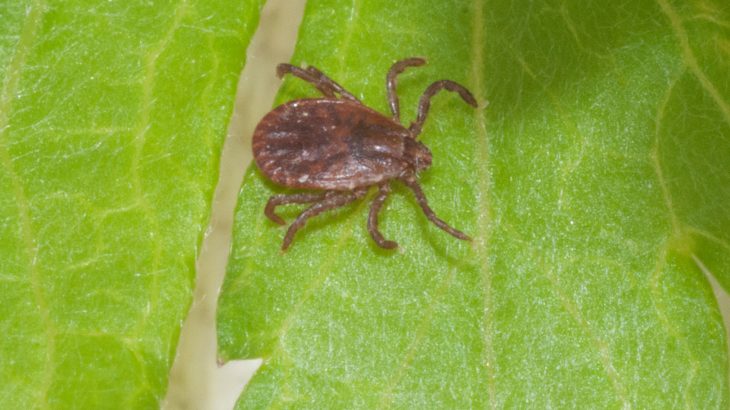 An invasive insect known as the Asian longhorned tick has been recently popping up in regions across North America.