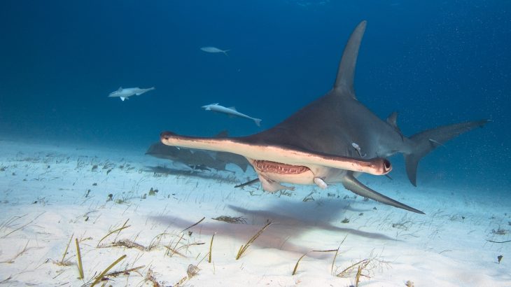 Data from the Queensland Shark Control Program has revealed that coastal shark populations are in the midst of a steady 50-year decline.