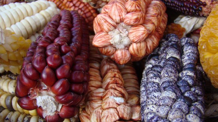 Researchers have determined that a predecessor of today's corn plants was brought to South America from Mexico more than 6,500 years ago.