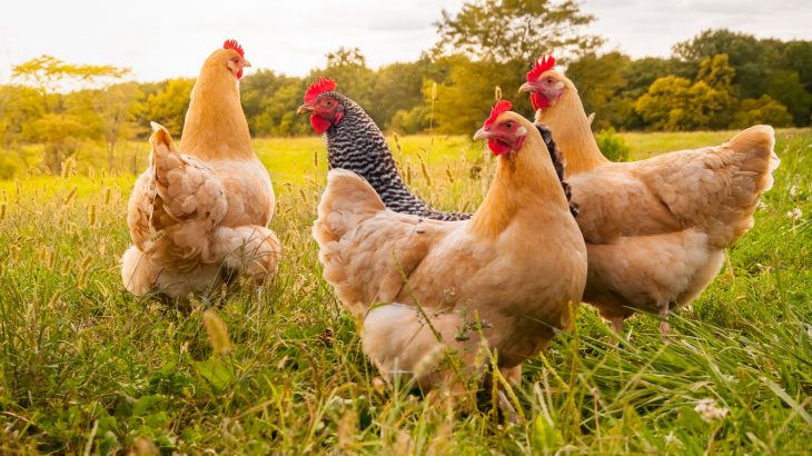 Hundreds of thousands of years from now, our mark on Earth will likely be defined by an abundance of chicken bones in the fossil record.