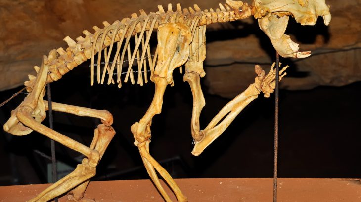 Australia’s extinct “marsupial lion,” or Thylacoleo carnifex, has intrigued palaeontologists for more than 150 years.