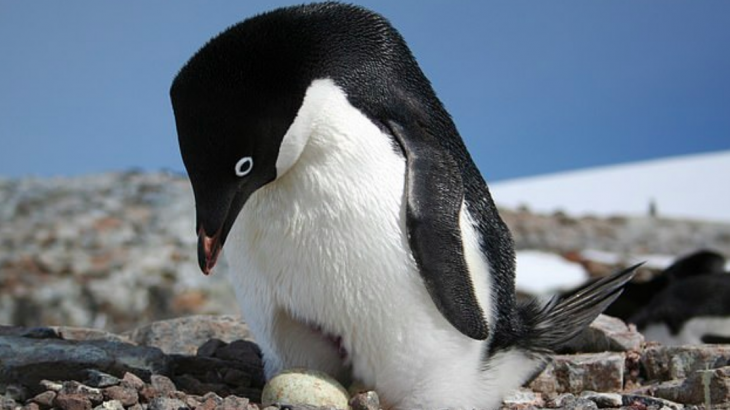 A new investigation into a penguin supercolony has revealed that the penguins have lived in this region undetected for 2,800 years.