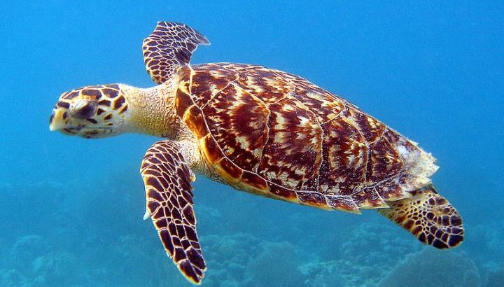 Climate change could put the survival of hawksbill turtles at risk.